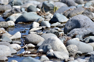水辺を歩くセグロセキレイ