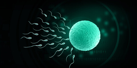 Sperm and egg. Fertilization process. 3d illustration