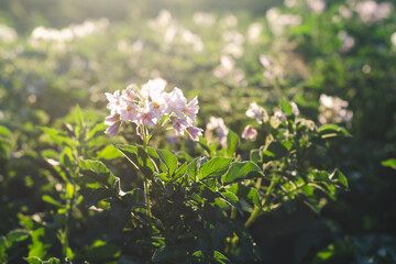 Lilac flowers of potatoes on a farm field in the evening sunshine close up