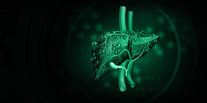 Human Liver anatomy on scientific background. 3d illustration.