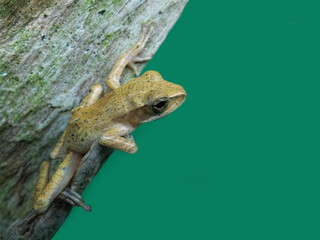 yellow brown tree frog on a tree trunk on a green background
