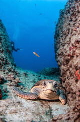 Fototapeta premium Turtle at Kas, Turkey