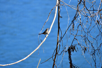 冬の野鳥 川辺のジョウビタキメス