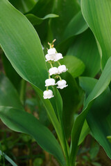 Obraz premium Lily of the valley (Convallaria majalis). Called May bells, Our Lady's tears, Mary's tears, Apollinaris and Glovewort also.