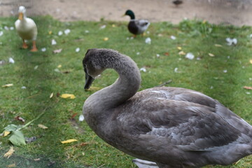 Saint Petersburg, Russia - August 1, 2021, Elagin Island, a park in Saint Petersburg, cute poultry: ducks, geese, swans walk in the meadow