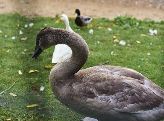 Saint Petersburg, Russia - August 1, 2021, Elagin Island, a park in Saint Petersburg, cute poultry: ducks, geese, swans walk in the meadow