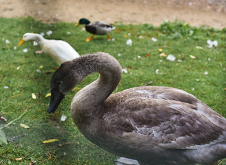 Saint Petersburg, Russia - August 1, 2021, Elagin Island, a park in Saint Petersburg, cute poultry: ducks, geese, swans walk in the meadow