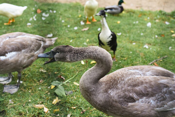 Saint Petersburg, Russia - August 1, 2021, Elagin Island, a park in Saint Petersburg, cute poultry: ducks, geese, swans walk in the meadow