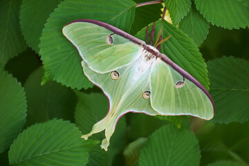 Luna moth (Actias luna). - obrazy, fototapety, plakaty