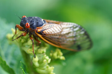 Pharaoh cicada (Magicicada septendecim). Called 17-year locust also.