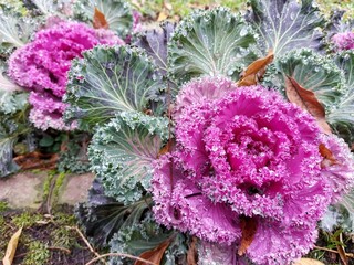 purple flowers