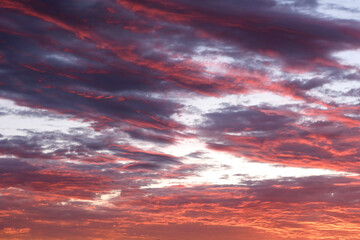 Red sunset in the sky with dogs.