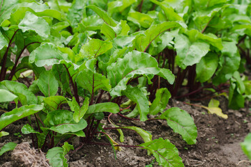 Young red table beet in a garden bed
