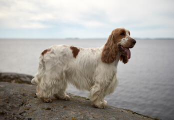 Portrait of an English Cocker Spaniel. The color is orange roan. The dog is standing on the shore of Lake Ladoga.