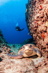 Turtle at Kas, Turkey