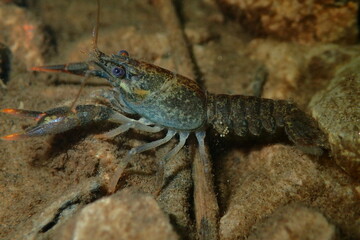 Noble crayfish