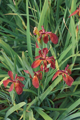 Copper iris (Iris fulva).