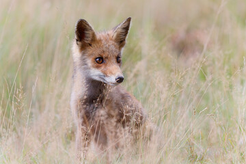 Young Red Fox searching for food in a small grassland in National Park Hoge Veluwe in the Netherlands