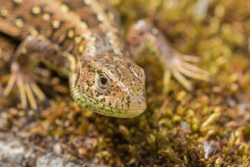 Close up of a lizard
