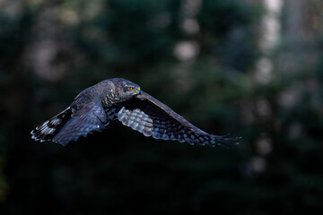 Northern goshawk (accipiter gentilis) flying in autumn in the forest of Noord Brabant in the...