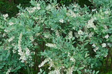 Honeycup (Zenobia pervurulenta). Called Dusty zenobia also.