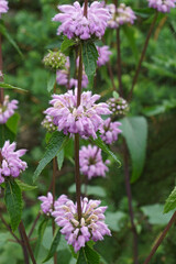 Jerusalem sage (Phlomoides tuberosa).