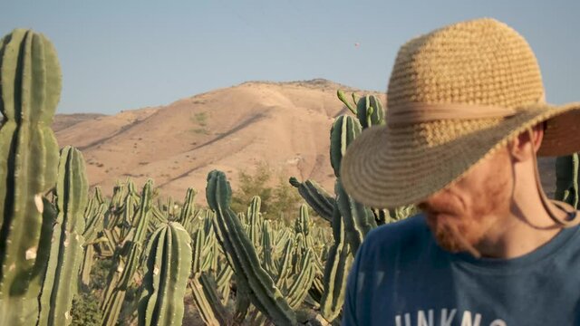 Cacti forest Desert with man wearing straw hat in a cactus field in the desert. Red beard cowboy with had chewing straw in the wild wild west.  Golan heights Israel. Kubo. lonely wolf guy outcast.