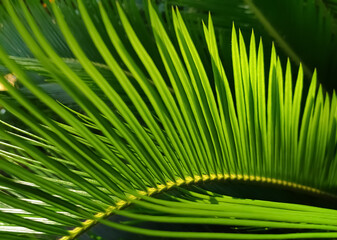 palm tree leaves