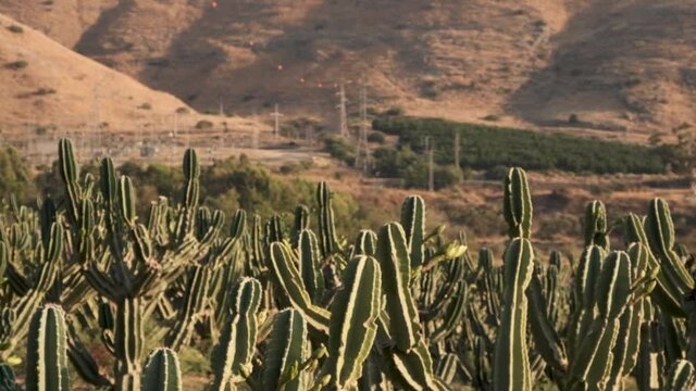 Cactus field in the dessert. Wild wild west cowboys area. Cacti forrest shot in slow motion. beautiful sunset view on thorns and plants. lithophytic or epiphytic