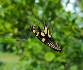 butterfly on leaf
