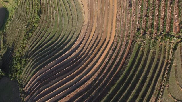 Terraced rice field in harvest season in Mu Cang Chai, Vietnam