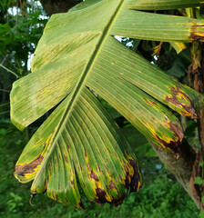 banana leaf on the tree