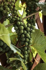 Unripe grapes