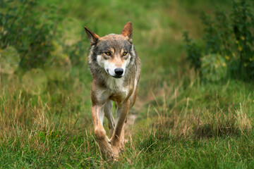 wolf in der natur in bewegung von vorn