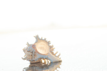 砂浜と貝殻