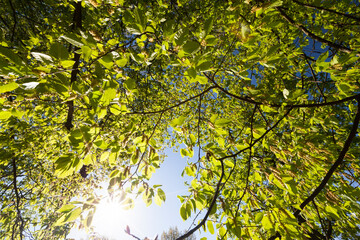 green poplars in the spring season in the forest