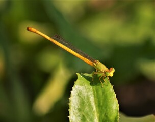 dragonfly on a leaf