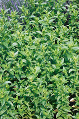 Spearmint (Mentha spicata). Called Garden mint, Common mint, Lamb mint and Mackerel mint also.