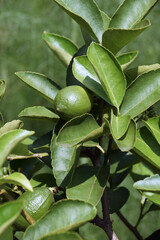 Obraz premium Bearss persian lime (Citrus x latifolia 'Bearss Lime'). Called Seedless lime and Tahiti lime also. Hybrid between Key lime (Citrus x aurantifolia) and Lemon (Citrus limon).