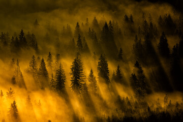 Piękny las we mgle w Karpatach