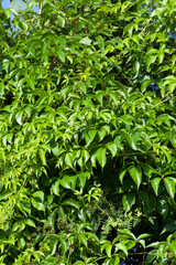 climbing shrubs with green foliage