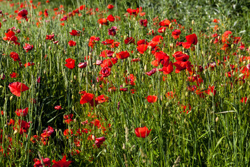 summer red poppies with defects