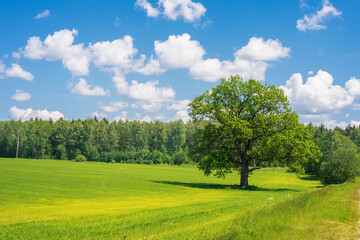Fototapeta na wymiar summer landscape with field, forest, blue sky with clouds, lonely big oak tree