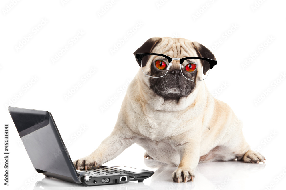 Canvas Prints Pug Dog with laptop.