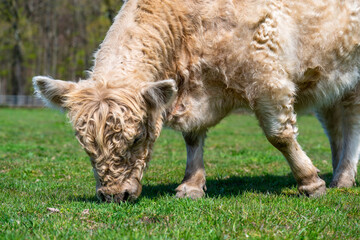 White Highland Cow. cow with long hair