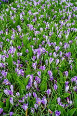 Crocus Field. crocus flowering in the early spring garden.