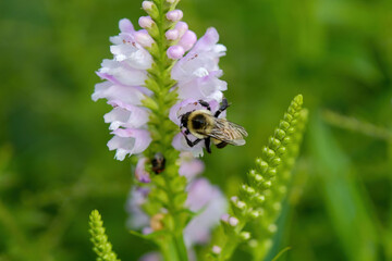 Close up of bumblebee collecting nectar from obedient plant blossoms