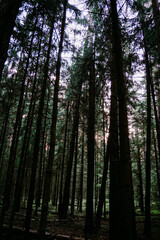 Dark pine forest. Bottom up view of tall dark trees. Vertical photo