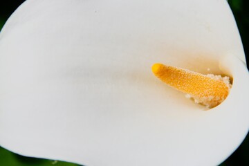 Zantedeschia aethiopica (conocida como calla lily y arum lily). Un bonito fondo de escritorio con motivos florales en colores blanco y amarillo.
