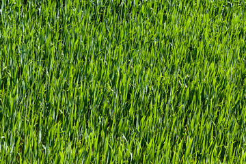 green grass in an agricultural field